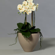 Mű orchidea zöld levelekkel és léggyökerekkel, kerámia kaspóban
