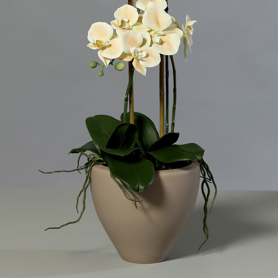 Mű orchidea zöld levelekkel és léggyökerekkel, kerámia kaspóban