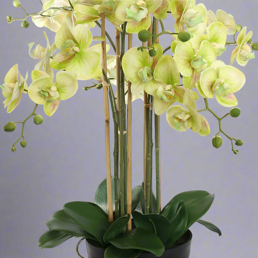 Real Touch hatású mű orchidea alsó része, vastag zöld levelekkel és bambusz szárakkal fekete cserépben.