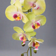 Élethű, zöldes pink árnyalatú mű orchidea virág részlet.