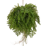 Nagy páfránylabda műnövény .