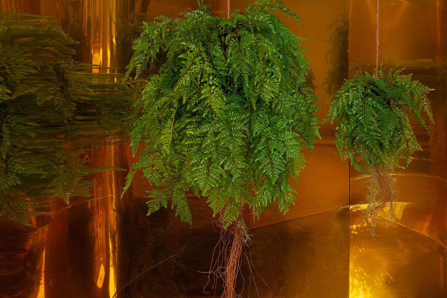 Függeszthető kialakítású, páfránylabda műnövény.