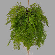 Függeszthető kialakítású, páfránylabda műnövény.