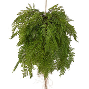 Függeszthető kialakítású, páfránylabda műnövény.