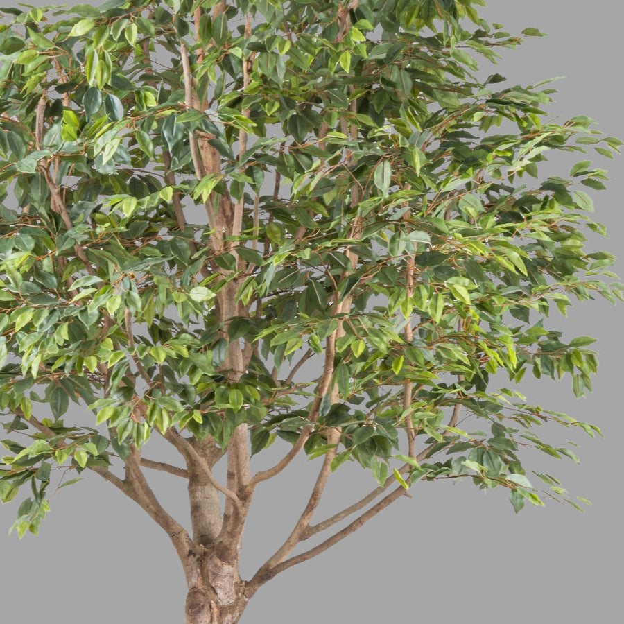 Óriás méretű mű fikusz fa.