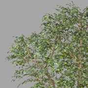 Óriás méretű mű fikusz fa.