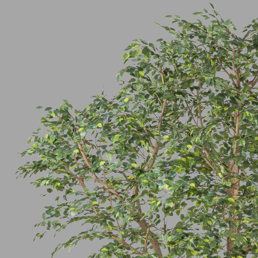 Óriás méretű mű fikusz fa.