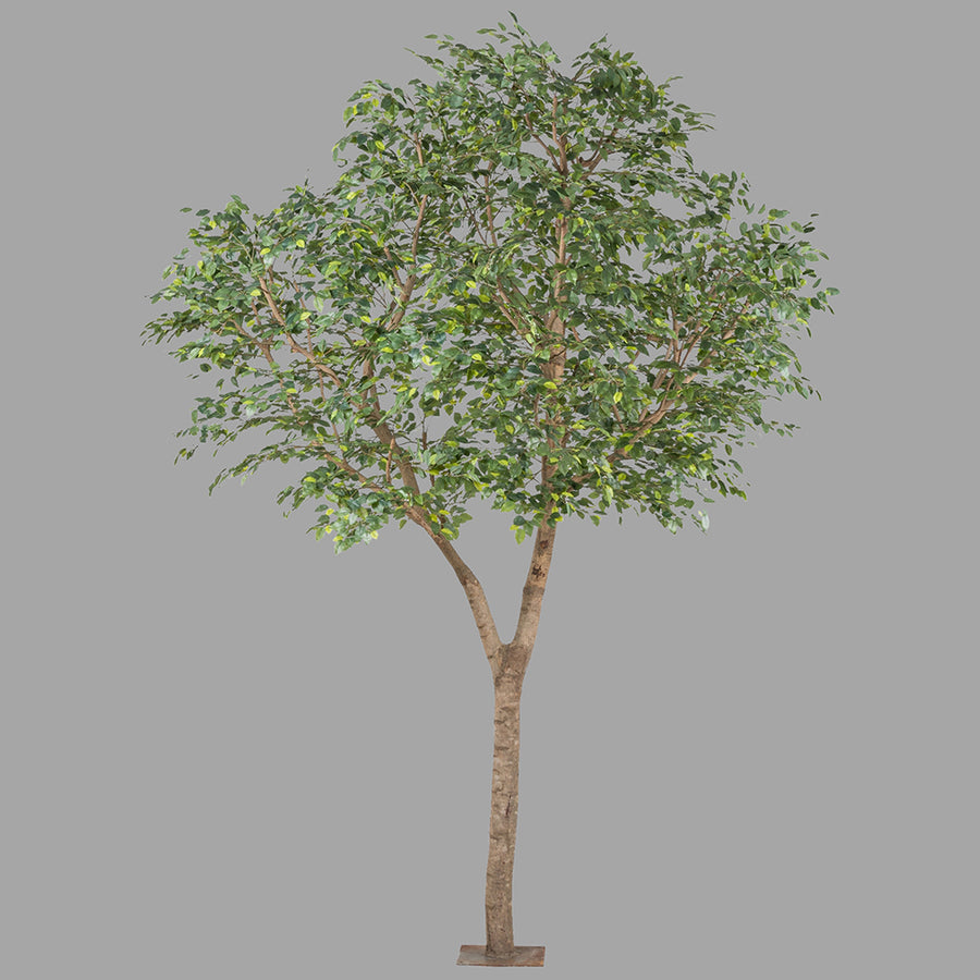 Óriás méretű mű fikusz fa.