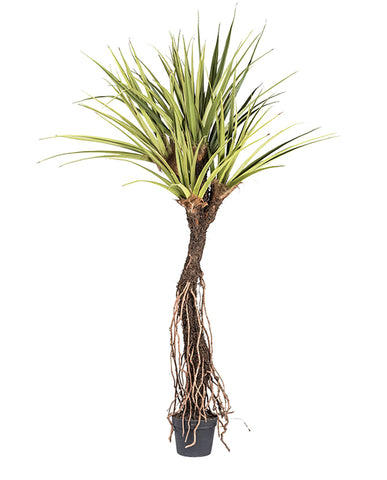 Óriás mű illatos csavarpálma 270 cm zöld "Pandanus Tectorius"