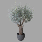 Extra dús levelű mű olívafa.