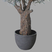 Extra dús levelű mű olívafa.