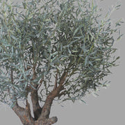 Extra dús levelű mű olívafa.