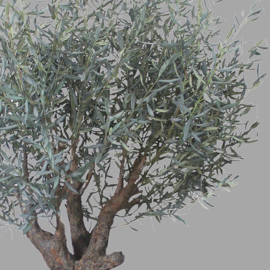 Extra dús levelű mű olívafa.