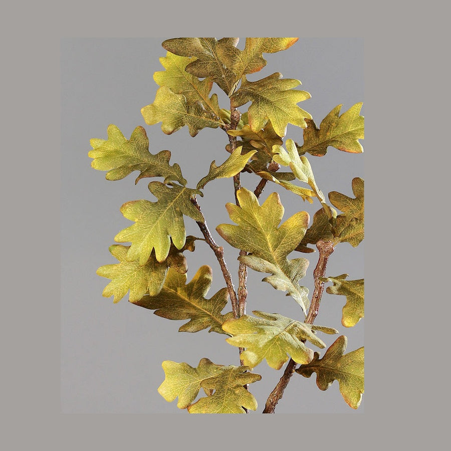 Hervadó levelű mű tölgyfa ág.