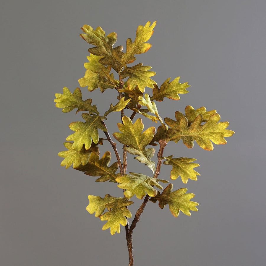 Hervadó levelű mű tölgyfa ág.