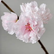 Virágzó mű cseresznyefa ág, halvány rózsaszín színű nyílt és bimbós virágokkal.