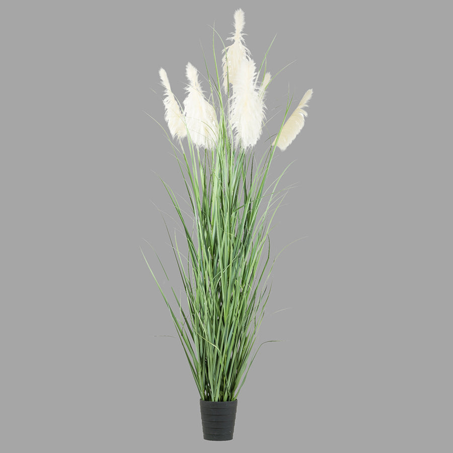 Mű pampafű, fekete műanyag kaspóban.