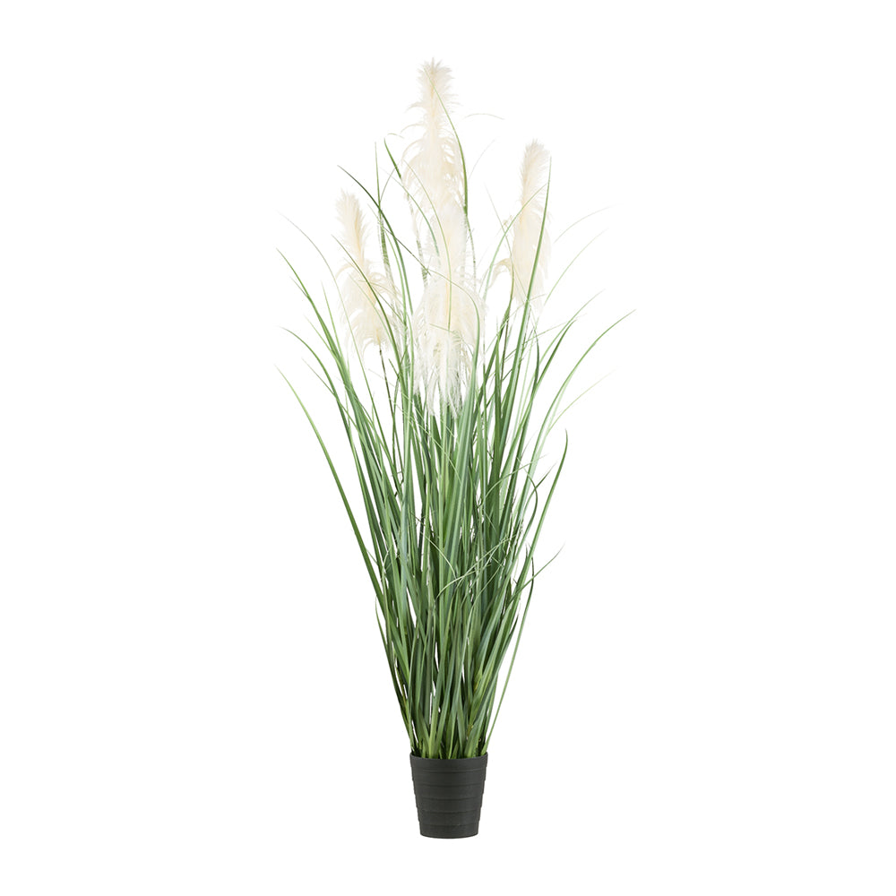 PAMPAS krém mű pampafű bokor 210 cm fekete cserépben