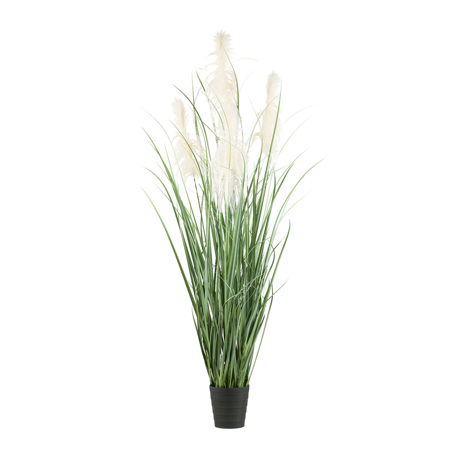 PAMPAS krém mű pampafű bokor 210 cm fekete cserépben