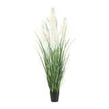 PAMPAS krém mű pampafű bokor 210 cm fekete cserépben