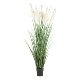 PAMPAS óriás krém mű pampafű bokor 240 cm fekete cserépben
