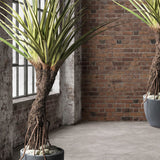 Nagyméretű mű Pandanus csavarpálma ipari stílusú loft enteriőrben elhelyezve.