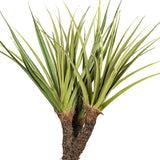 Pandanus tectorius mű csavarpálma leveleinek és részletgazdag törzsének közeli fotója.