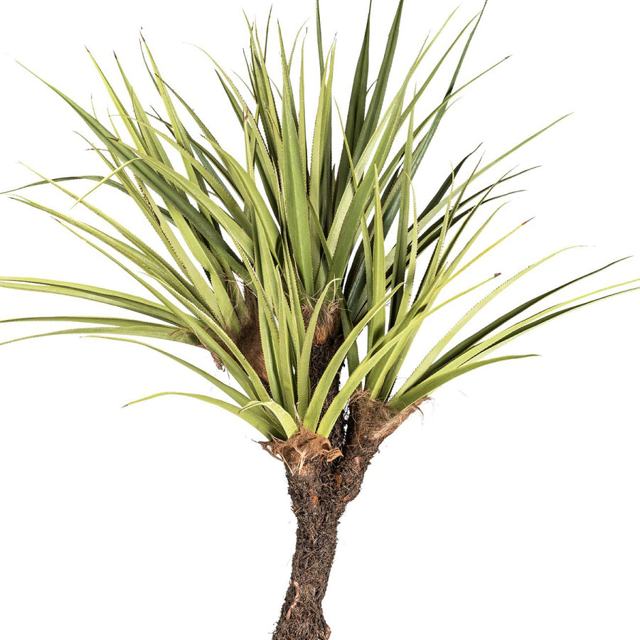 Élethű mű csavarpálma részletes levelekkel és törzzsel közelről