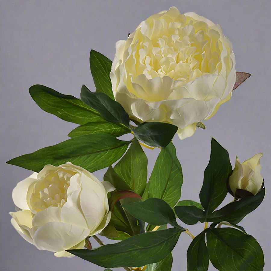 Krémszínű, mű bazsarózsa ág.