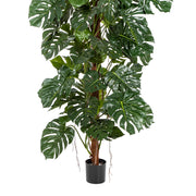 Fekete műanyag kaspóban elhelyezett filodendron futtató oszloppal és légzőgyökerekkel.