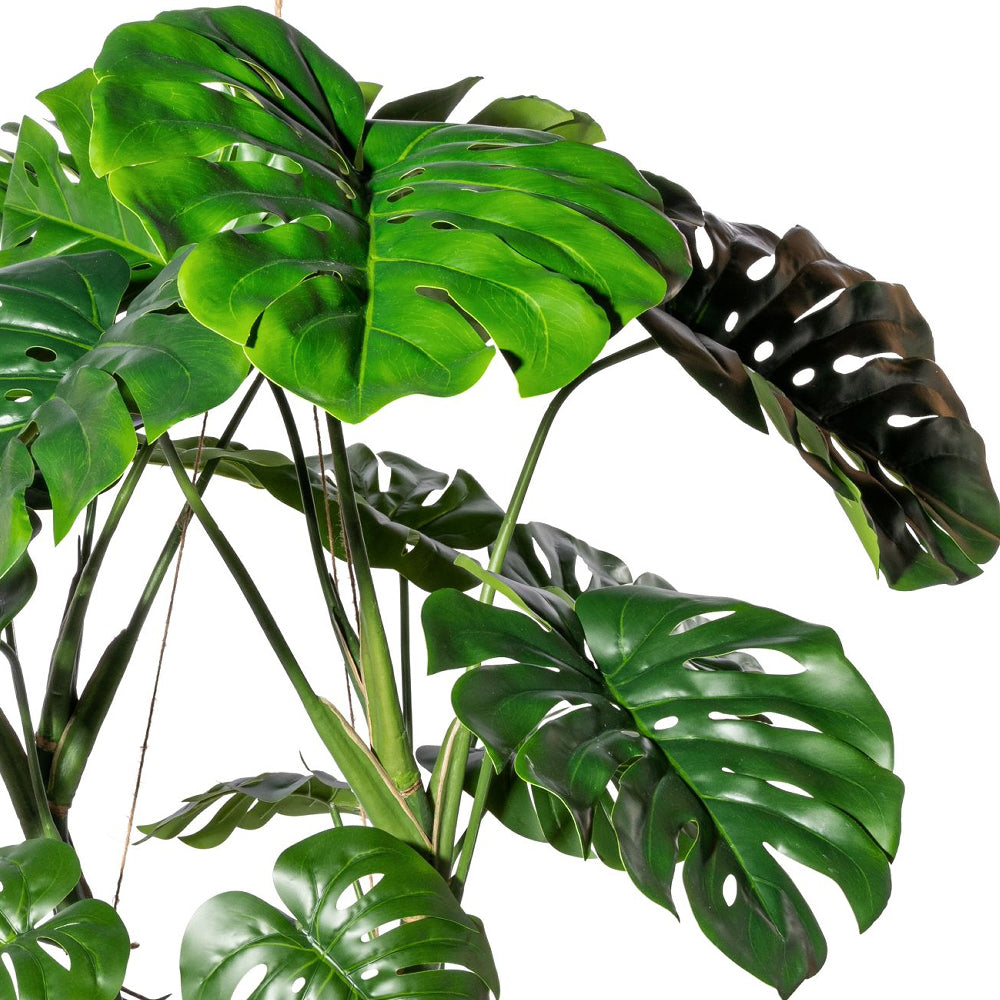 Nagyméretű osztott szélű mű filodendron levelek részlete.