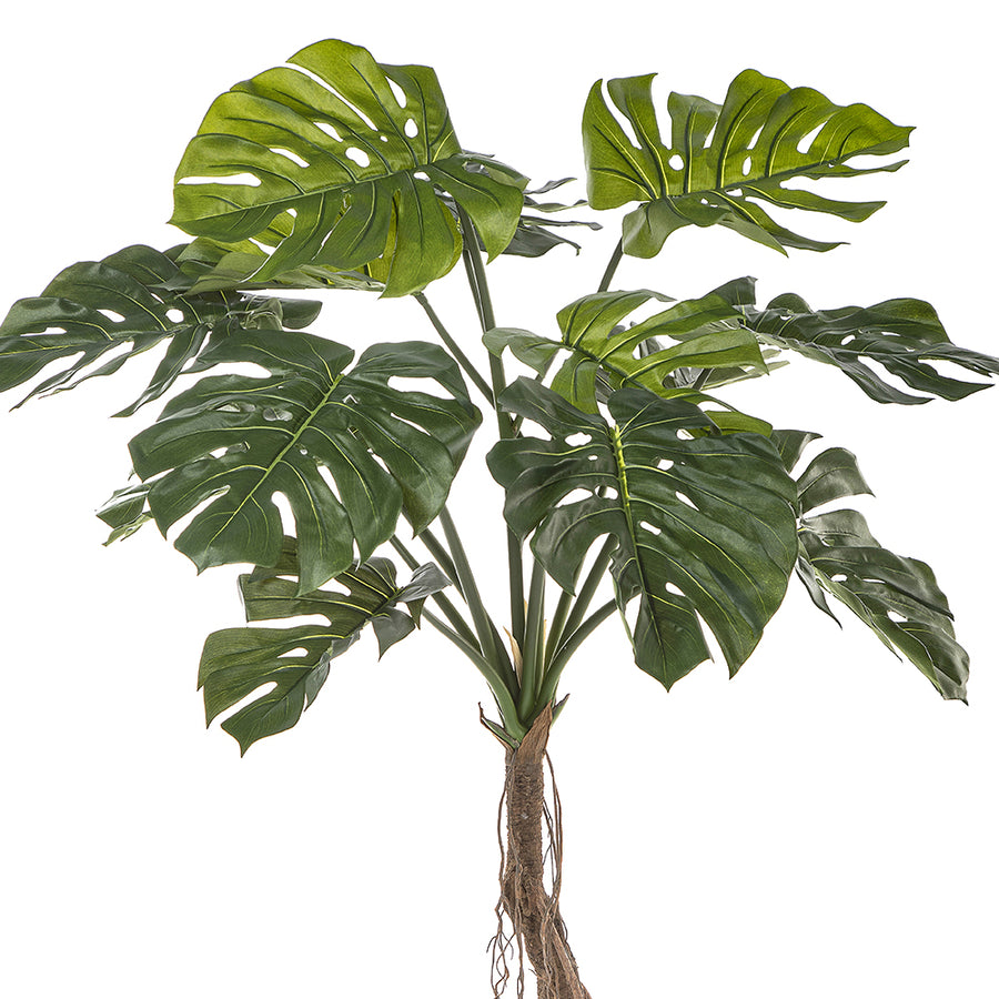 Részlet a filodendron nagyméretű, osztott zöld leveleiről.