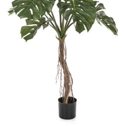 Valósághű légzőgyökerekkel rendelkező mű filodendron közelről.