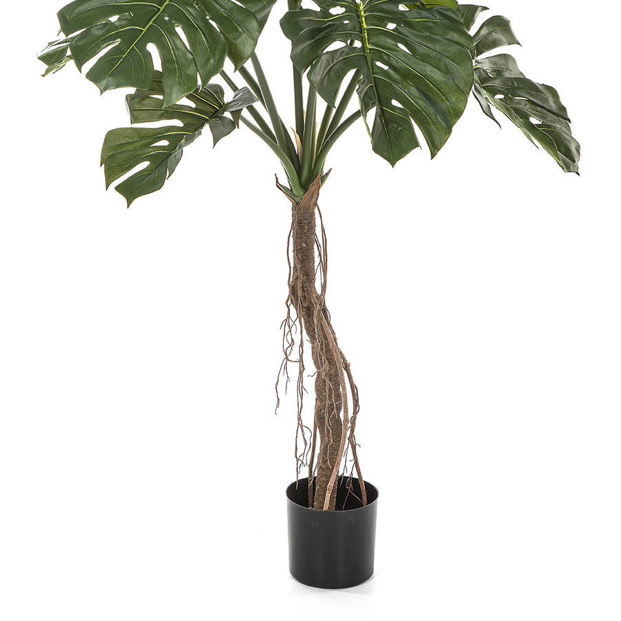 Valósághű légzőgyökerekkel rendelkező mű filodendron közelről.