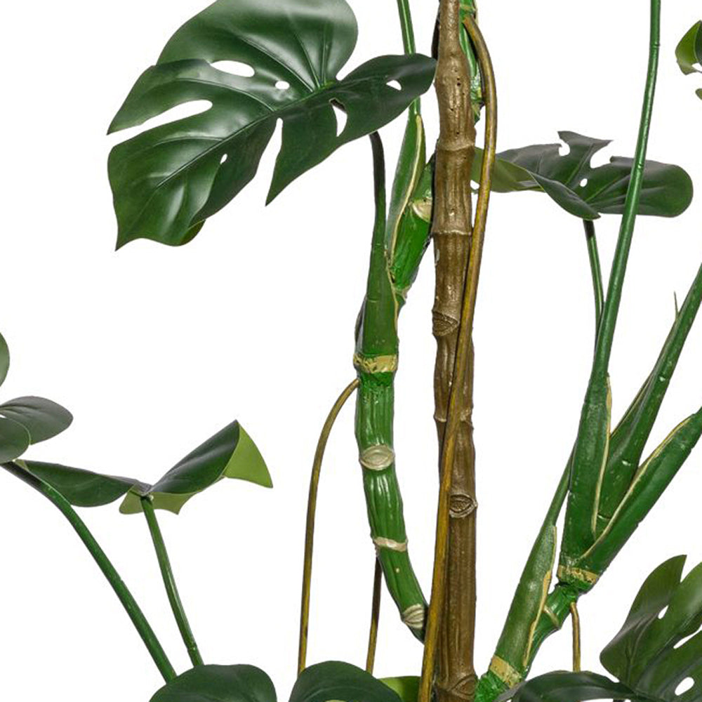 A filodendron szeldelt levelei közelről.