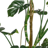 A filodendron szeldelt levelei közelről.