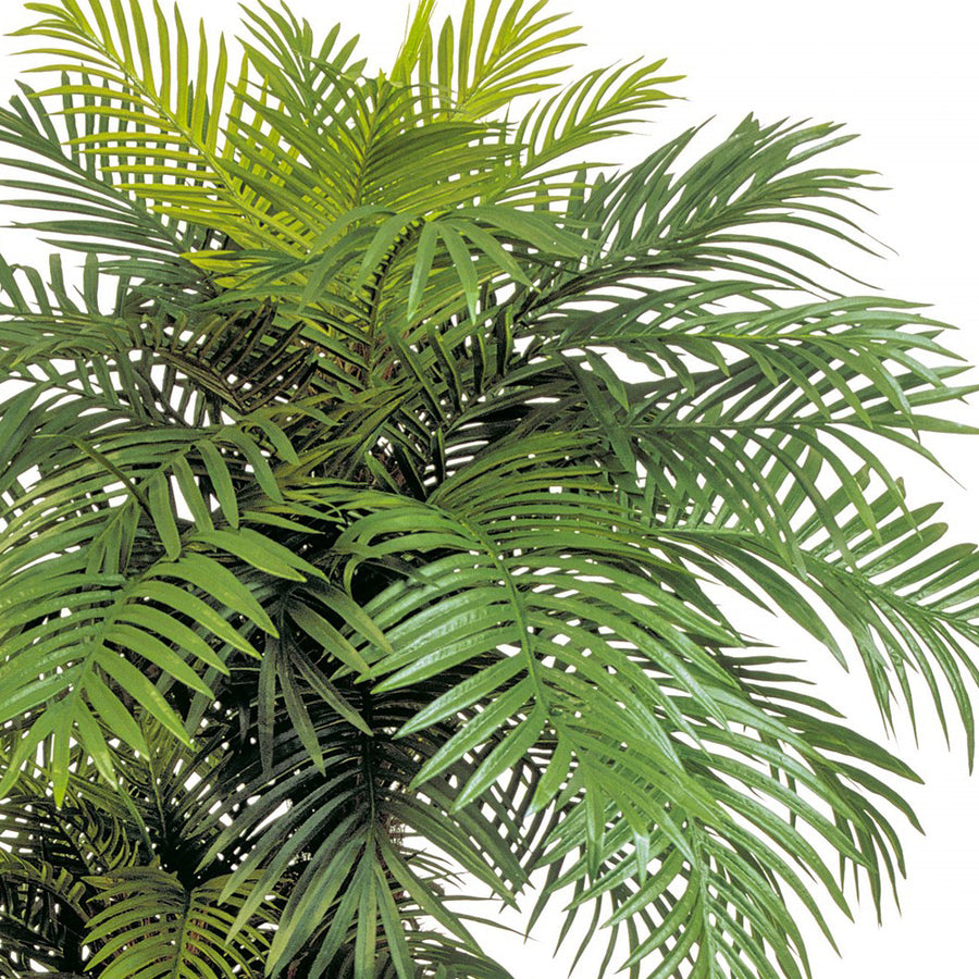 Phoenix Palm mű kanári datolyapálma részlet a gazdag lombkoronáról.