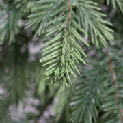 Közelkép a PINE zöld mű fenyő hajtásairól, élethű kidolgozással.