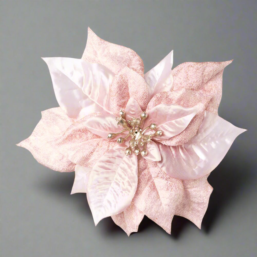 Pinkszínű, bársony mikulásvirág.