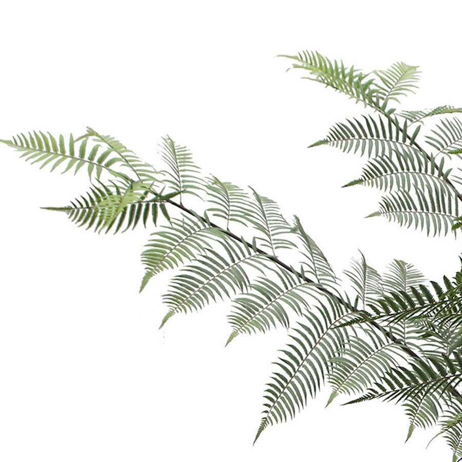 Mű serlegpáfrány leveleinek részlete, keskeny, pálmaszerűen elrendeződő szárakon.