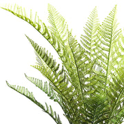 Közelről fotózott dicksonia páfrány levelei, részletgazdag erezettel és élénk zöld színnel.