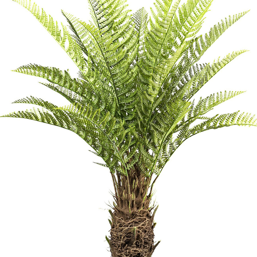 Mű dicksonia páfrányfa részlet – világoszöld, sűrű páfránylevelek közelről