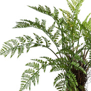 Közelkép a mű páfrány sűrű, részletgazdag leveleiről.