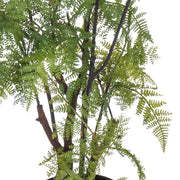 Mű pókláb páfrány szára és levélrészletek fekete cserépben.