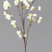 Virágzó, mű cseresznyefa ág, krémszínű nyílt virágokkal, közeli kép a virágokról és szárról.