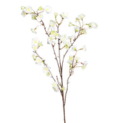 Virágzó, mű cseresznyefa ág, krémszínű nyílt virágokkal, fehér háttér előtt.