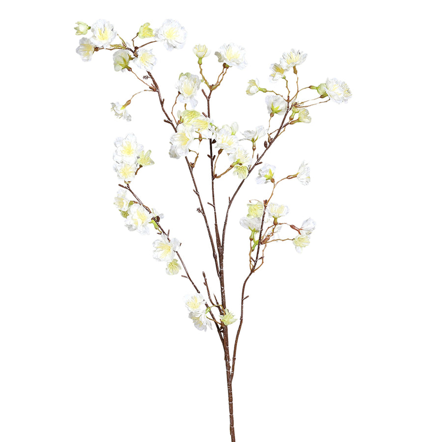 Virágzó, mű cseresznyefa ág, krémszínű nyílt virágokkal, fehér háttér előtt.