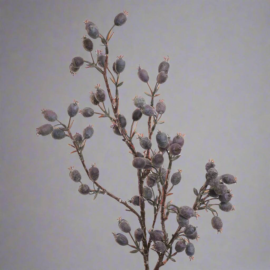 Lila mű csipkebogyó ág részlete, sűrű bogyókkal és elágazó szárakkal.