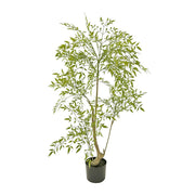 Ruscus zöld mű ruszkusz cserje 120 cm fekete cserépben fehér háttér előtt.