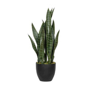 SANSEVIERIA zöld mű anyósnyelv 70 cm fekete nevelőcserépben, fehér háttér előtt